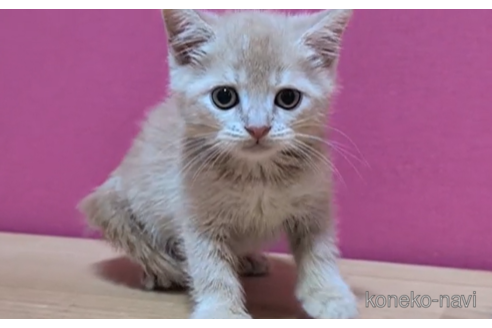 成約済の東京都のマンチカン-93194の4枚目